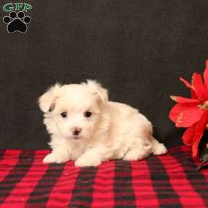 Nure, Maltipoo Puppy